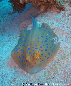 Blue spotted stingray by Philippe Brunner 